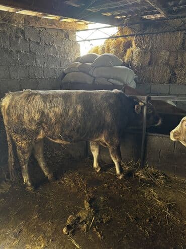 продам щенка овчарки: Продаю | Бык (самец) | Симментальская | На откорм | Племенные — 10