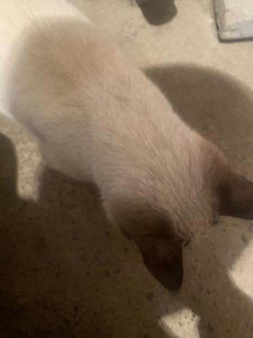 Услуги ветеринара: Девочка — 2