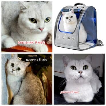 Скотиш Страйт (Шотландская прямоухая), 7 месяцев, Девочка, Серебристая шиншилла, Приучена к лотку, Проглистована, С прививками at lalafo.kg Скотиш Страйт (Шотландская прямоухая), 7 месяцев, Девочка, Серебристая шиншилла, Приучена к лотку, Проглистована, С прививками