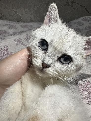 Скотиш Страйт (Шотландская прямоухая), 3 месяца, Мальчик, Серебристая шиншилла, Приучена к лотку