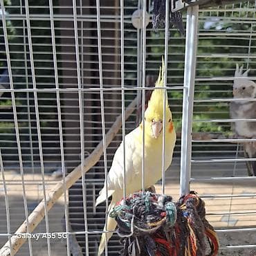 сибирская кошка: 🦜 Попугаи корелла в продаже Продаются 2 кореллы: ✔ Одному — 2 года ✔ — 5