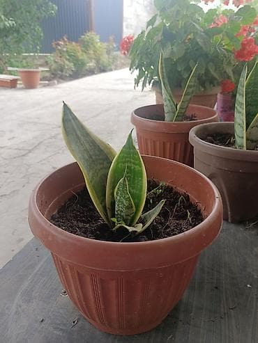 Комнатные растения: Сансевиерия (Sansevieria trifasciata, «щучий хвост», «тещин язык») в — 5