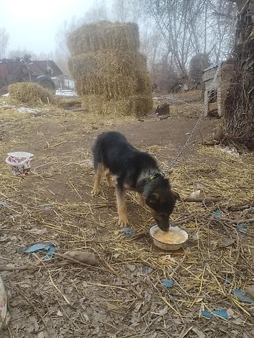 Отдам даром собаку: Щенок (помесь овчарки) Описание: - Активный щенок среднего размера с — 1