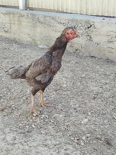 бенгальская кошка фото цена: Продаю | Петух — 2