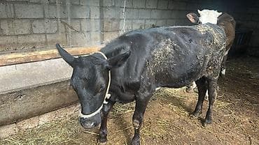 перепелка бишкек: Сатам | Кунаажын | Симментал | Союуга, Көбөйтүү үчүн, Сүт алуу үчүн | Асыл тукумдуу, Кысыр, Жасалма уруктандырылган — 7