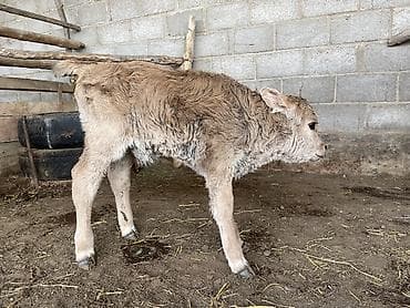 миринос кой: Продаю | Музоо, торпок | На откорм, На забой, Для разведения — 2