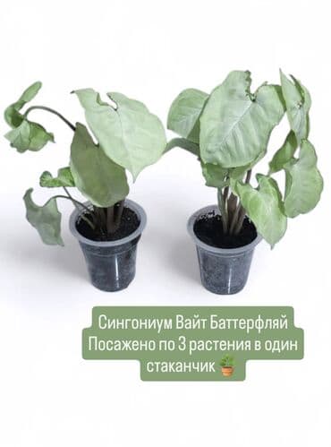 туя продажа: РАСПРОДАЖА 🔥🔥🔥🔥 Продаю комнатные растения, цветы . Пассифлора — 2