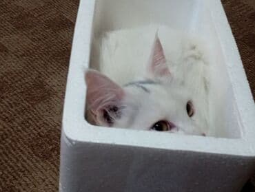 Вязка кошек: Отдам кошечку в хорошие руки. Белая девочка, сибирская кошка, к лотку — 1