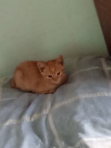 продажа домашних животных: Рыжий котёнок с короткой гладкой шерстью и классическим тигровым — 2