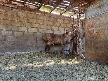 купить перепёлок: Продаю | Баран (самец) | На забой | Племенные — 1