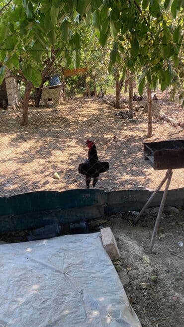 яицо дакана: Продаю | Петух — 4