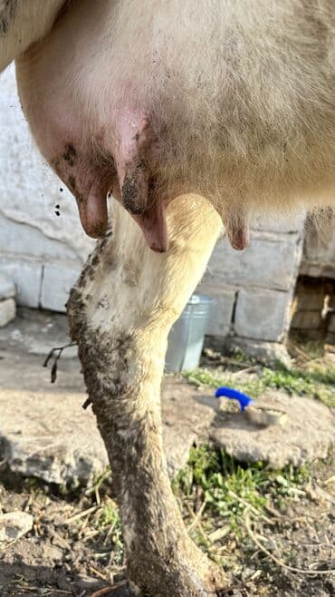 Услуги ветеринара: Продаю | Корова (самка) | Симментальская | Для разведения | Не стельные — 6