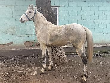 телята продажа: Продаю | Жеребец | Полукровка | Для разведения, Конный спорт — 4