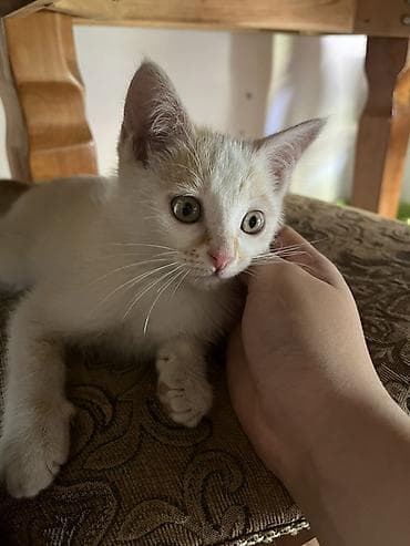 Мышыктар: Котёнок, бело-рыжий, не привит, не кастрированный, нашли на улице — 1