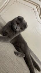 купить домик для кота: Продаю .Шотландская вислоухая (Scottish Fold). Возраст 2 года — 5