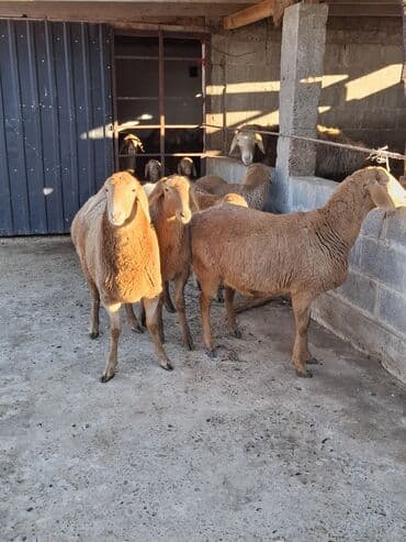 ротвейлер купить: Продаю | Баран (самец) | На забой — 6