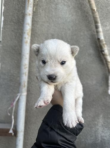 щенок хаски бесплатно: Хаски, 1 месяц, Самка — 1