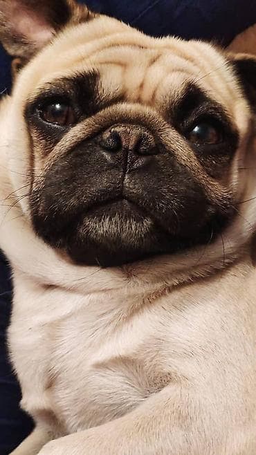 Мопс, Более 5 лет, Самец