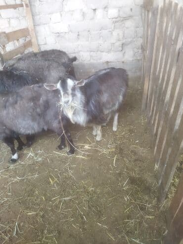 ат жабуу: Сатам | Ургаачы кой (ургаачы) | Аргын | Союуга — 7