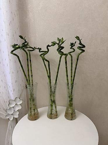 Продаётся декоративный бамбук высотой 70 см в вазе. В комплекте 3