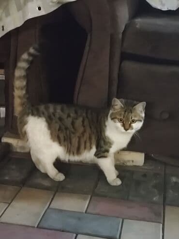 коты токмок: 6 месяцев, Мальчик, Метис — 6