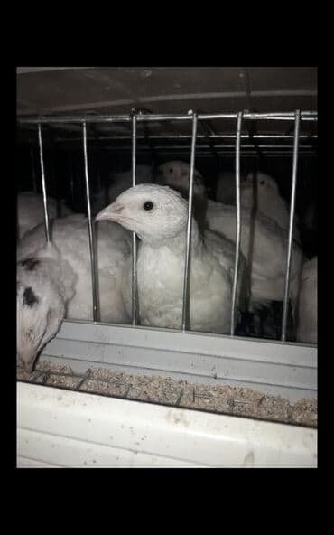 ящик для овощи: Мясо перепелов . яйцо инкубационное перепелов по 7 сом — 3