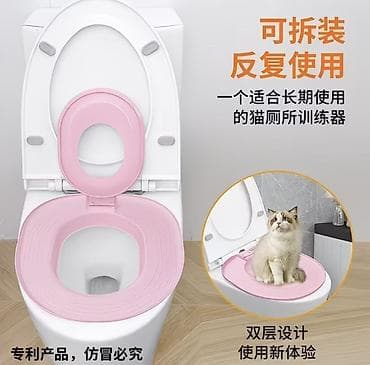 Үй жаныбарлары: Амеркалык кыска жүндүү, 2 айлык, Эркек, Кара, Лотокко барууга үйрөтүлгөн, Курттардан тазаланган, Эмделген — 9