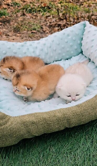 британская кошка серебристая шиншилла: Предлагаем для бронирования чистопородных малышей. Окрас: золотая и — 1