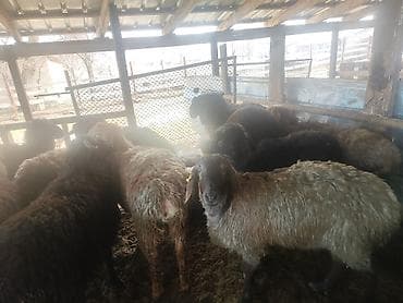 Свиньи: Продаю | Баран (самец) — 3