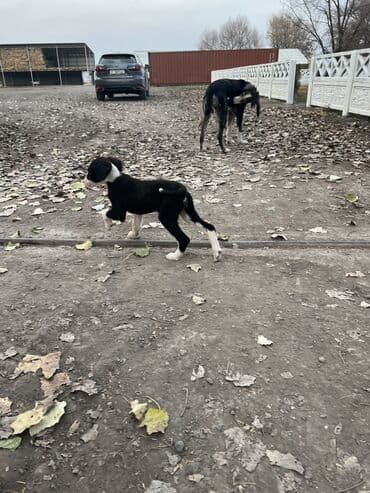 бордер колли купить: Щенки чистопородные, помёт разного окраса. На фото — активные малыши с — 1