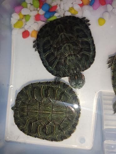 Башка жаныбарлар: Красноухая черепаха молодые особи. 6-7 см в наличии 6 шт - Небольшие — 4