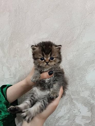 котята сиамские купить: Ушу мышыктар сатылат, пародасы, таза, алам дегендерге ата энесин — 1