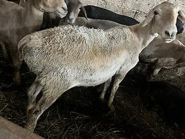 козье: Продаю | Овца (самка), Ягненок, Баран (самец) — 2