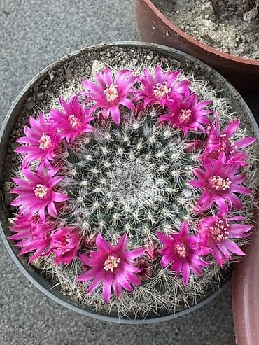 сколько стоят кактусы: Коллекция цветущих кактусов в горшках - Маммиллярии с венком — 1