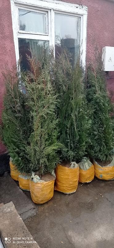 саженци: Саженцы деревьев: Туи, Самовывоз — 2