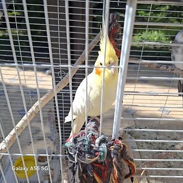 сибирская кошка: 🦜 Попугаи корелла в продаже Продаются 2 кореллы: ✔ Одному — 2 года ✔ — 2