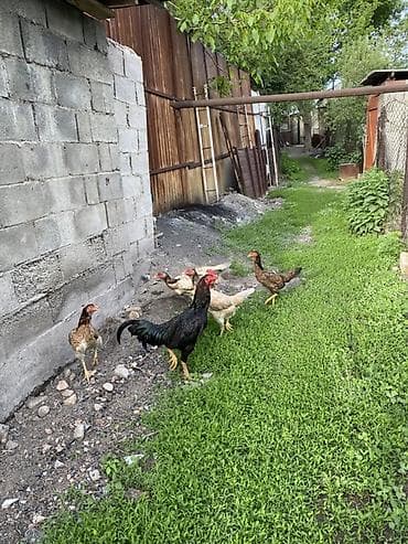 фазаны цыплята: Продаю | Куры, Петух | Дакан | Для разведения, Несушки, Для боев — 2