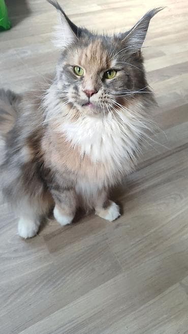 кот сиамский: Мейн-кун, 9 месяцев, Девочка, Черепаховый, С документами — 4