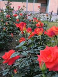 бишкек продаю дом село дордой 2: Дом, 1441 м², 12 комнат, Собственник — 6