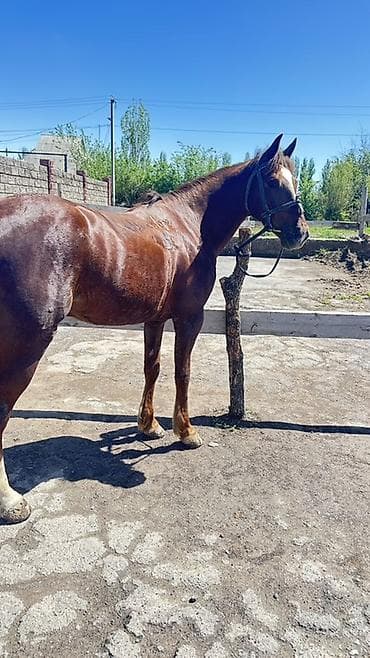 индюк самец: Продаю | Конь (самец) | Полукровка | Рабочий — 1