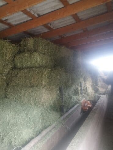Кошки: Сено в тюках (прямоугольные кипы) - Заготовлено и хранится под — 2