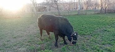 корым: Продаю | Бык (самец) | Симментальская | Для разведения | Осеменитель — 5