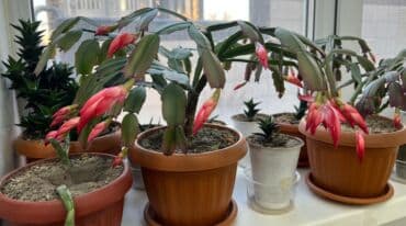 декабрист цветок: Продаю комнатные цветы. Шлюмбергеру 350с Стапелию пеструю от 200 с — 1