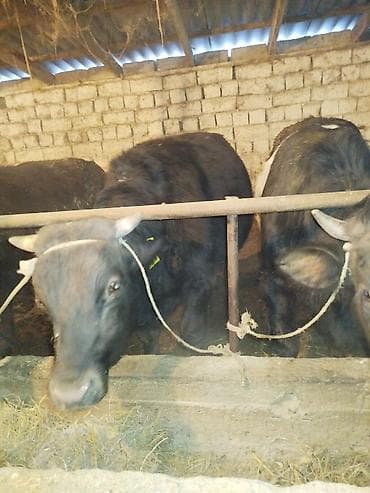 уй сх животное: Продаю | Бык (самец) | На откорм | Привязанные — 4