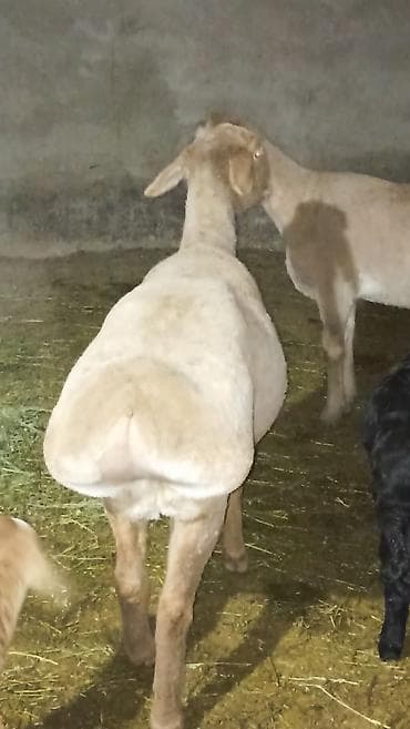 вязка ош кошек: Продаю | Баран (самец) | Полукровка | Для разведения — 8