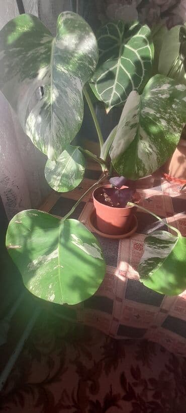 мицелий грибов: Монстеры — 1