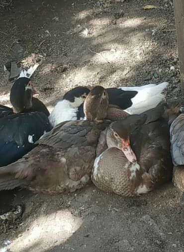 купить птенца волнистого попугая: Молодые индоутки и селезни — 2