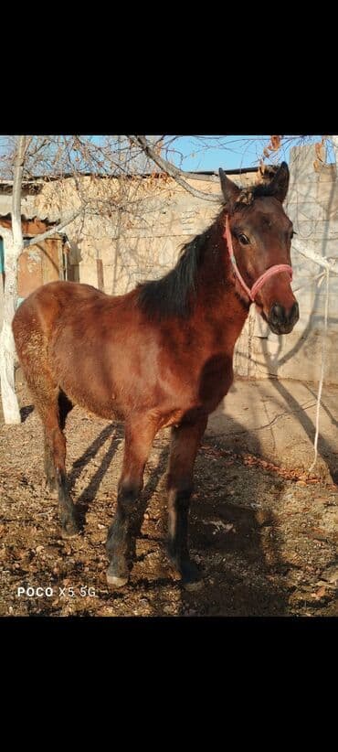 бык продаю: Продаю | Жеребенок | Рабочий — 6