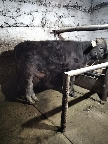 ангуз бука: Продаю | Тёлка | На откорм, На забой | Привязанные — 2
