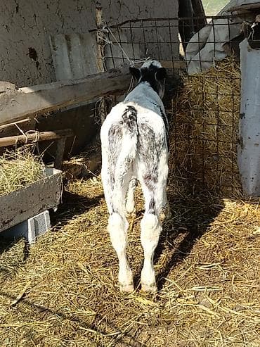 торпое: Продаю | Музоо, торпок | Бельгийская — 4